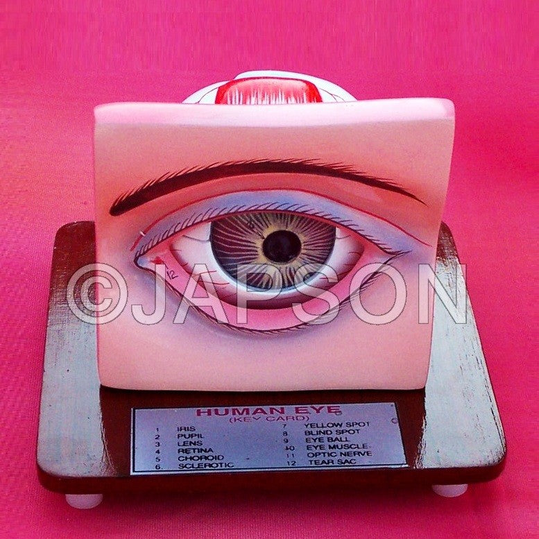 Human Eye Model with Eyelids Human Eye Model with Eyelids